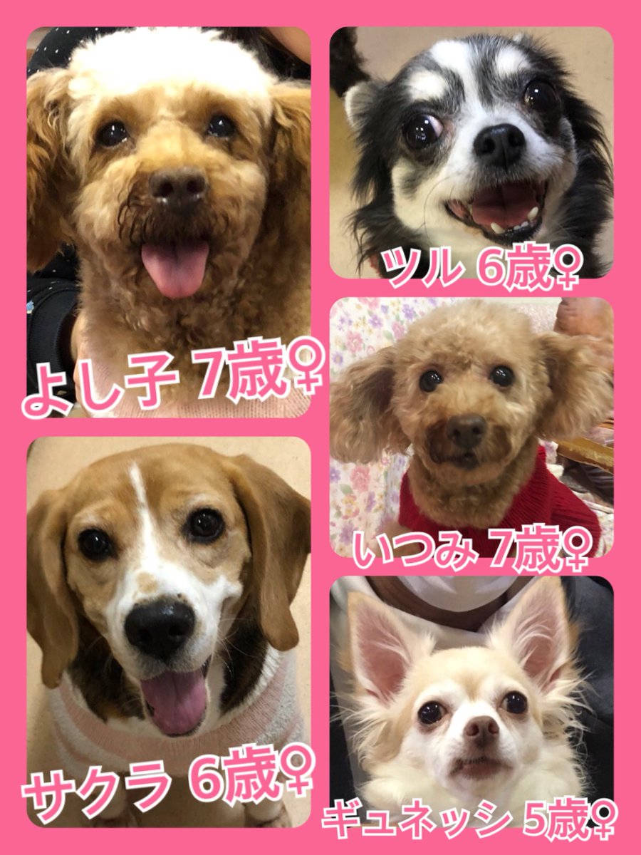 今日２１日はニャンワンの日🐱🐶🐾今日の里親様募集中ワンコ🐶メンバーです🐾2019,12,21